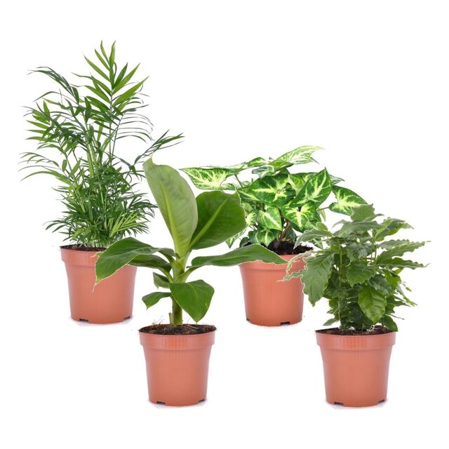 4 luchtzuiverende kamerplanten van plant in a box